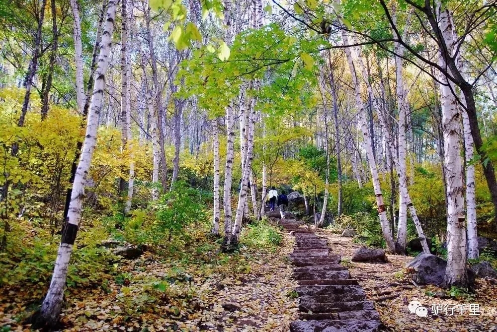 【喇叭溝門】10/13，喇叭溝門原始森林，看漫山紅葉、賞金秋白樺，免票線