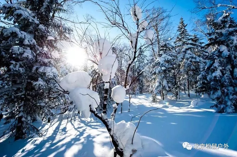 【元旦雪鄉(xiāng)】丨冰雪童話世界，雪谷、雪鄉(xiāng)、霧凇島、哈爾濱冰燈，體驗東北林海雪原，跨年火車團(tuán)，不用請假