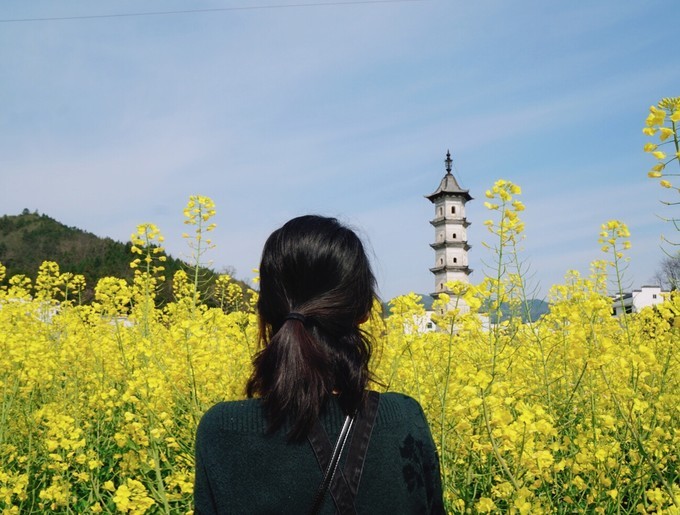 婺源那金燦燦的春天