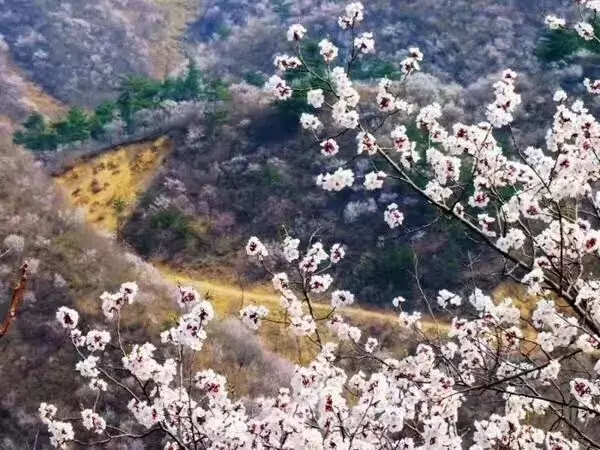 「水長城」3.23日 京郊最美的水長城