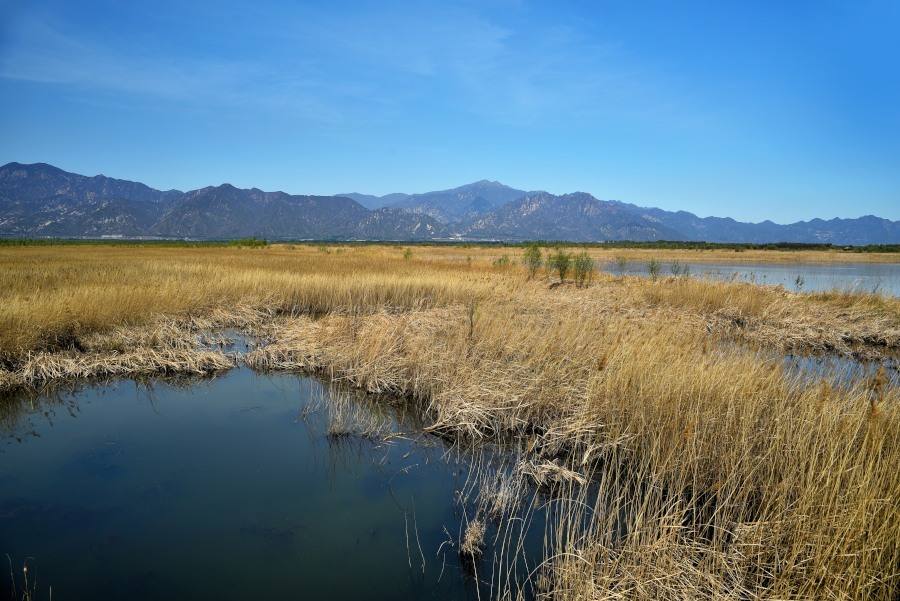 延慶野鴨湖一日游