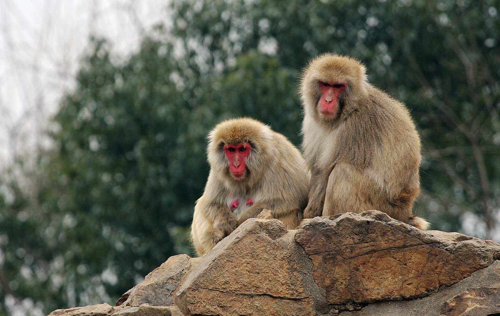 八達嶺野生動物園一日游