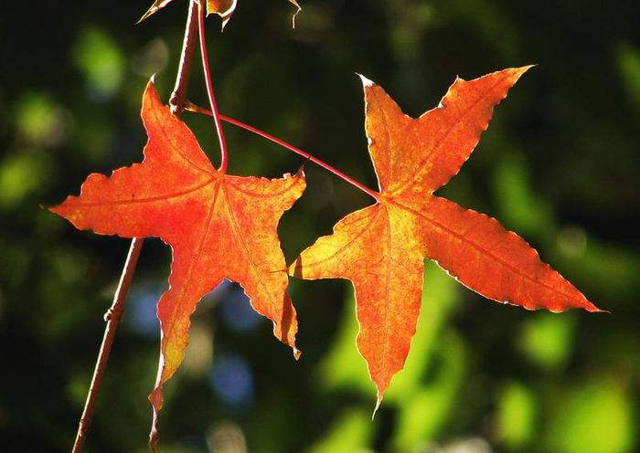 香山紅葉節